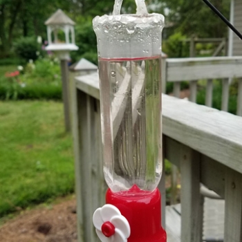 DIY How To Keep Ants Out Of Your Hummingbird Feeder