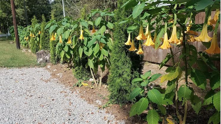 Growing And Propagating Angel Trumpet (Brugmansia)