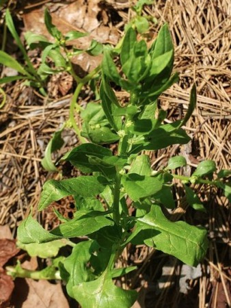 Bolted Spinach Plant