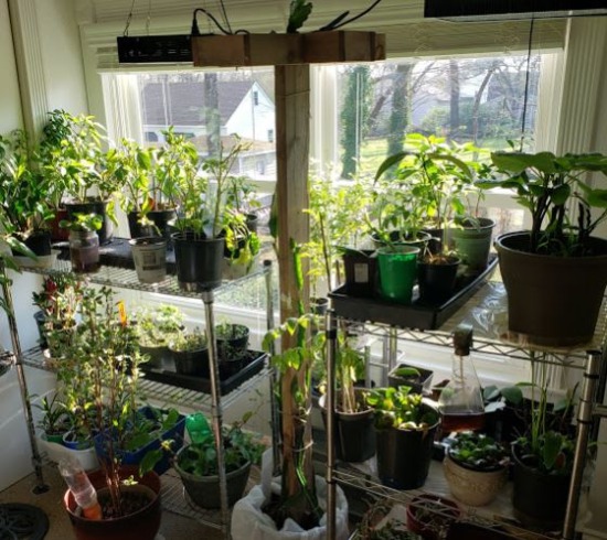 Diy Indoor Portable Greenhouse Shelves