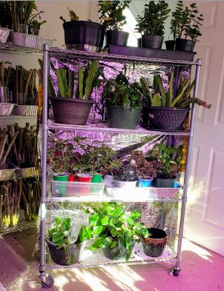 Diy Portable Indoor Greenhouse And Tips, Greenhouse Shelving Units