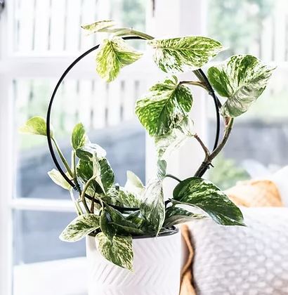 DIY Infinity Circle Or Hoop Trellis For Indoor Potted Plants