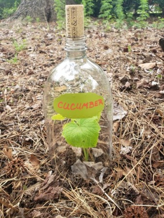 Diy Plastic Bottle Garden Cloche