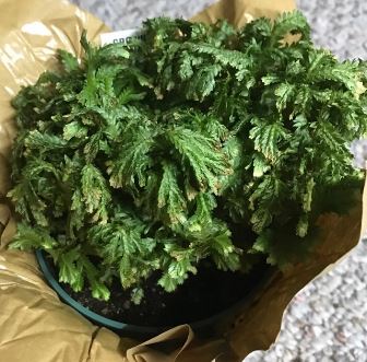 Frosty Fern Dying Shortly After Purchase