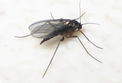How To Get Rid Of Fungus Gnats – What Works And What Doesn’t