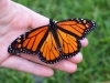 Monarch Butterfly 1439977045dy1