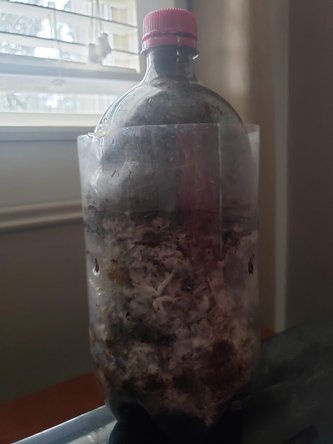 Mushroom Culture Soda Bottle Experiment