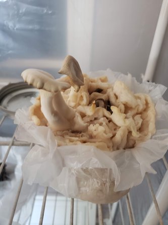 Mushroom Toilet Paper Experiment Fruiting