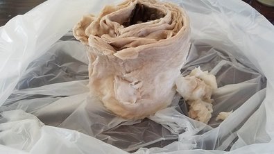 Mushroom Toilet Paper Experiments