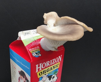 Mushrooms Growing In Milk Carton