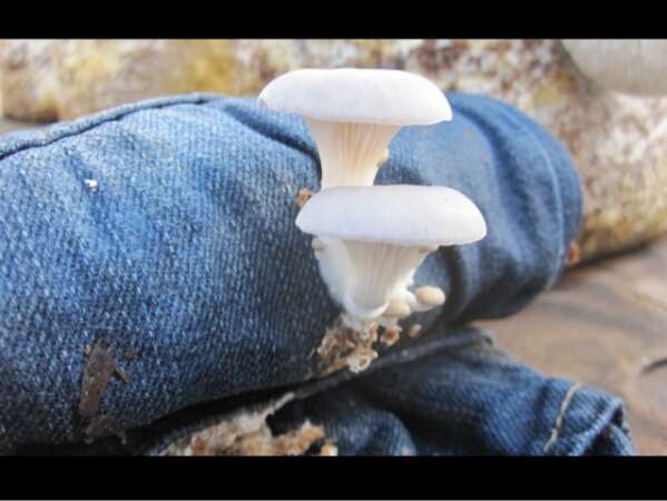 Mushrooms Growing On Jeans
