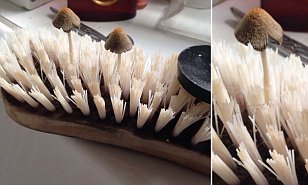 Scrubbing Brush Mushrooms