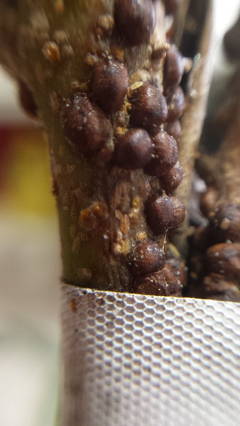 olive-tree-with-black-scale-infestation-closeup.jpg