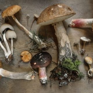 Mushroom Growing Kit Results And Review