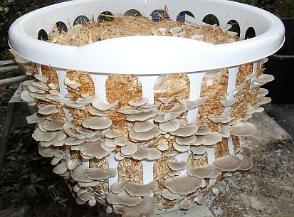 Oyster Mushrooms Growing In Laundry Basket