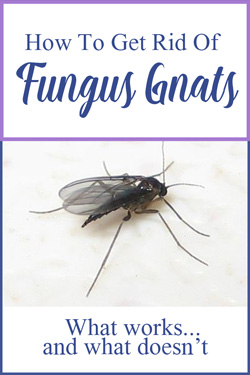 Pinterest Fungus Gnats
