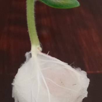 Sprouting Seeds Cottonball Roots