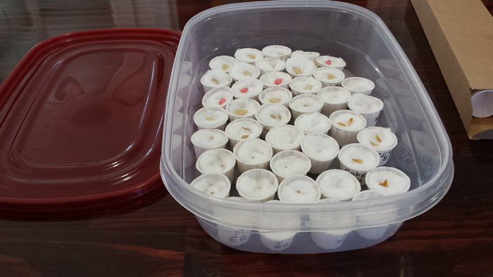 Seed cups arranged inside plastic container