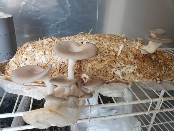 Random Mushroom Growing Experiments
